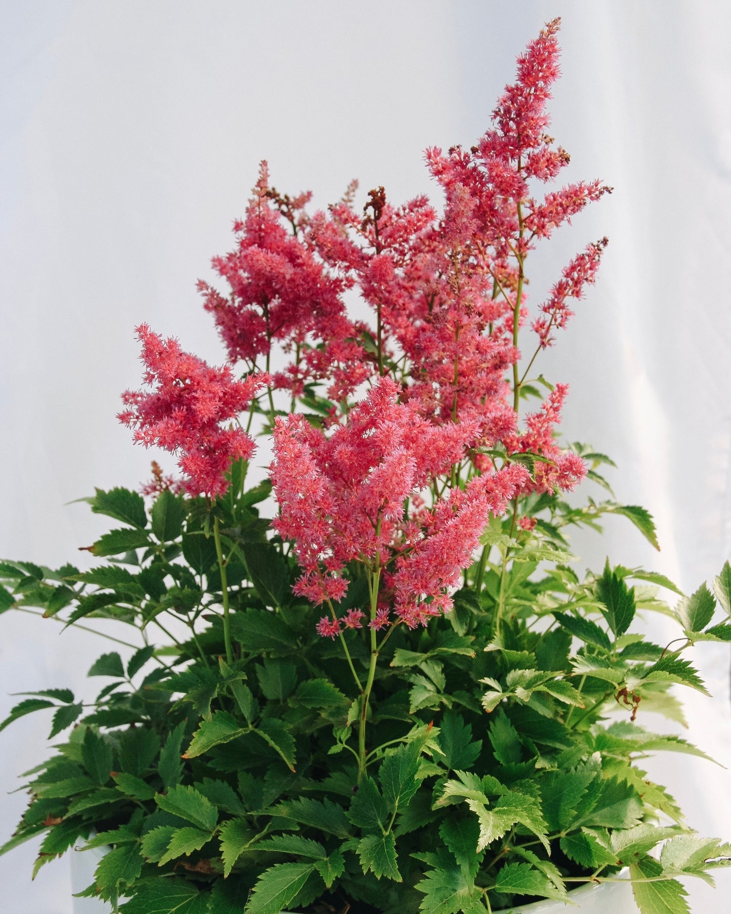 Younique Carmine False Spirea