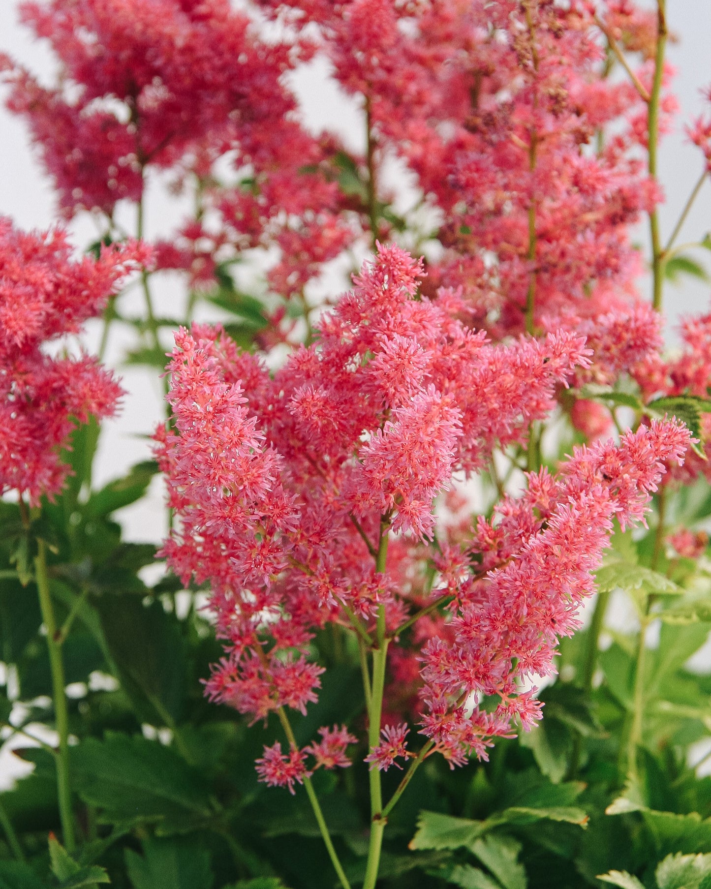 Younique Carmine False Spirea