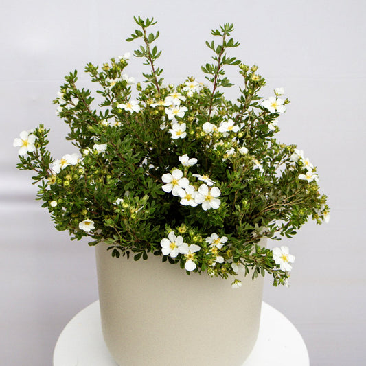 Abbotswood Cinquefoil - LandscapeDirect