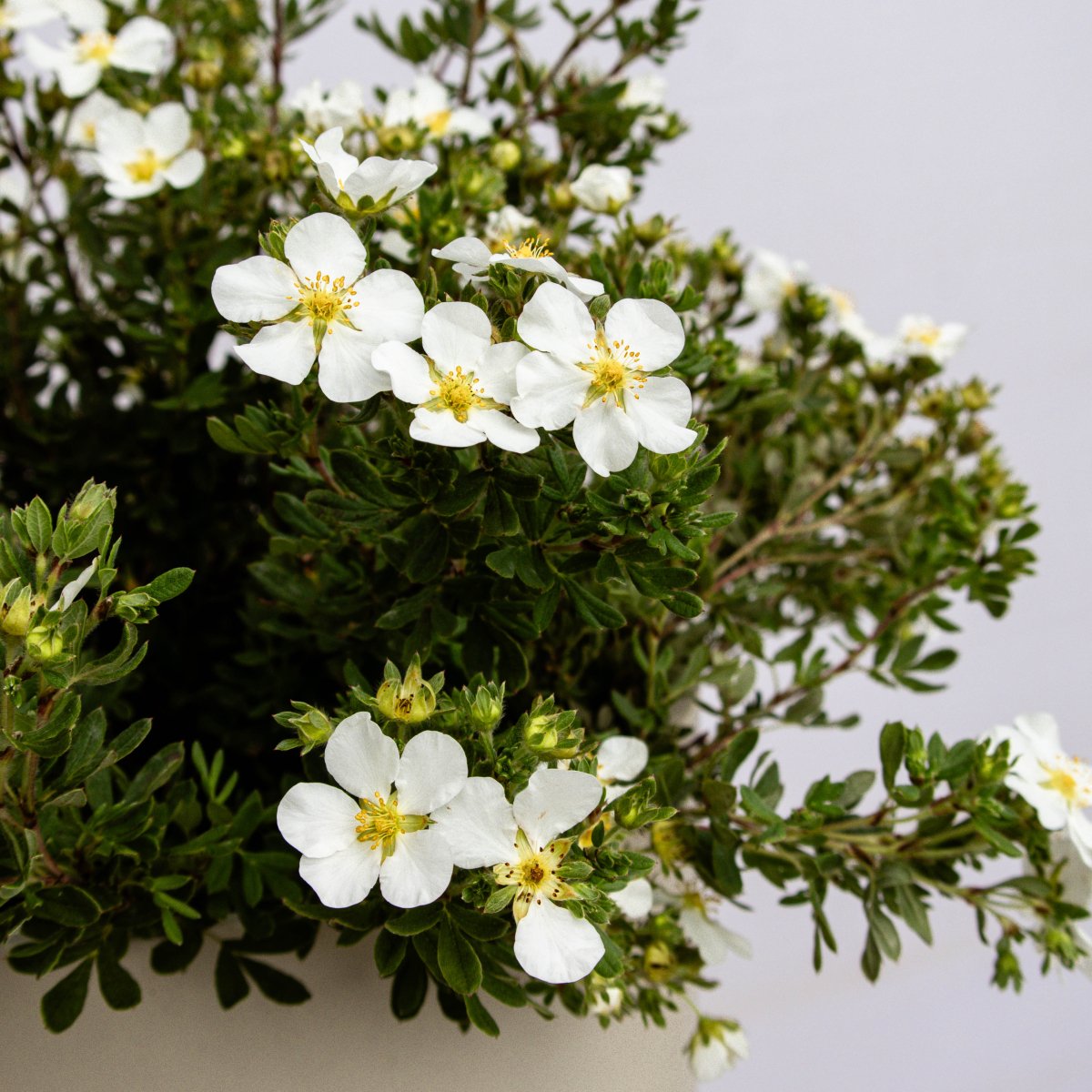 Abbotswood Cinquefoil - LandscapeDirect