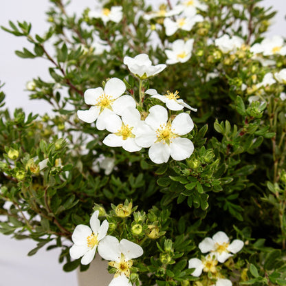 Abbotswood Cinquefoil - LandscapeDirect