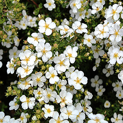 Abbotswood Cinquefoil - LandscapeDirect