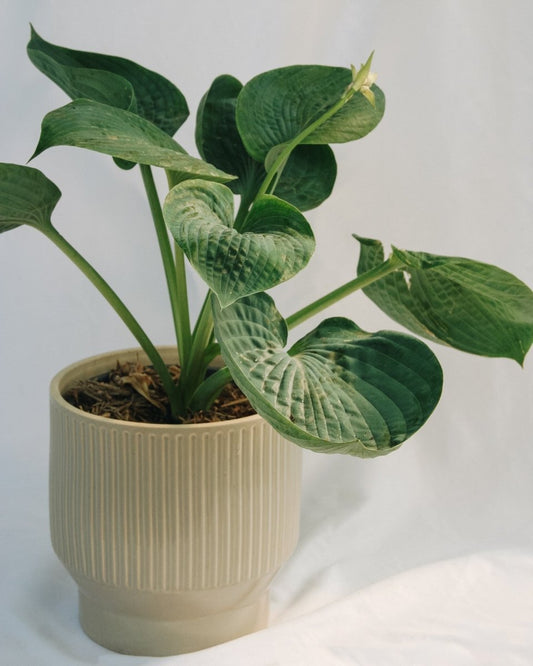 Abiqua Drinking Gourd Plantain Lily - LandscapeDirect