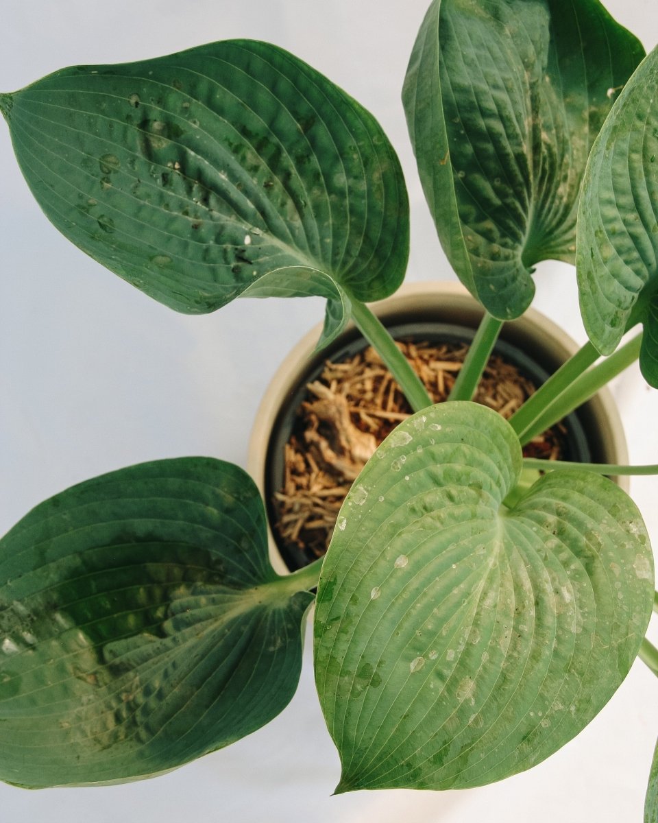 Abiqua Drinking Gourd Plantain Lily - LandscapeDirect