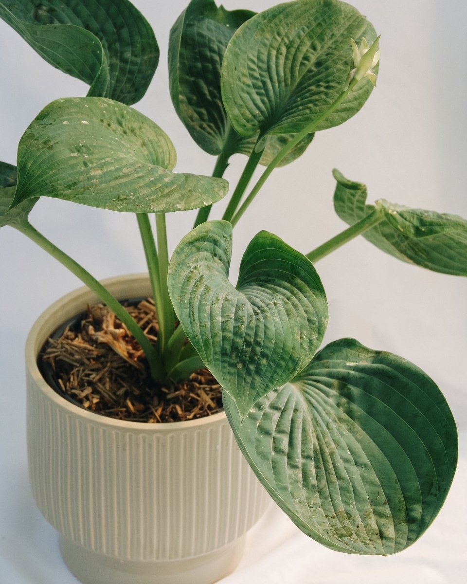 Abiqua Drinking Gourd Plantain Lily - LandscapeDirect
