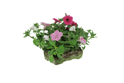 Above and Beyond Combo - Super Pack - LandscapeDirect