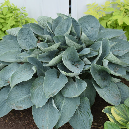 Above the Clouds Hosta - LandscapeDirect