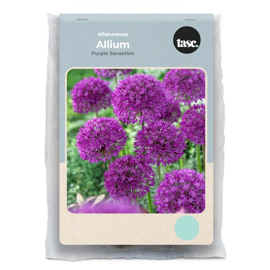 Aflatunense Purple Sensation Allium - LandscapeDirect