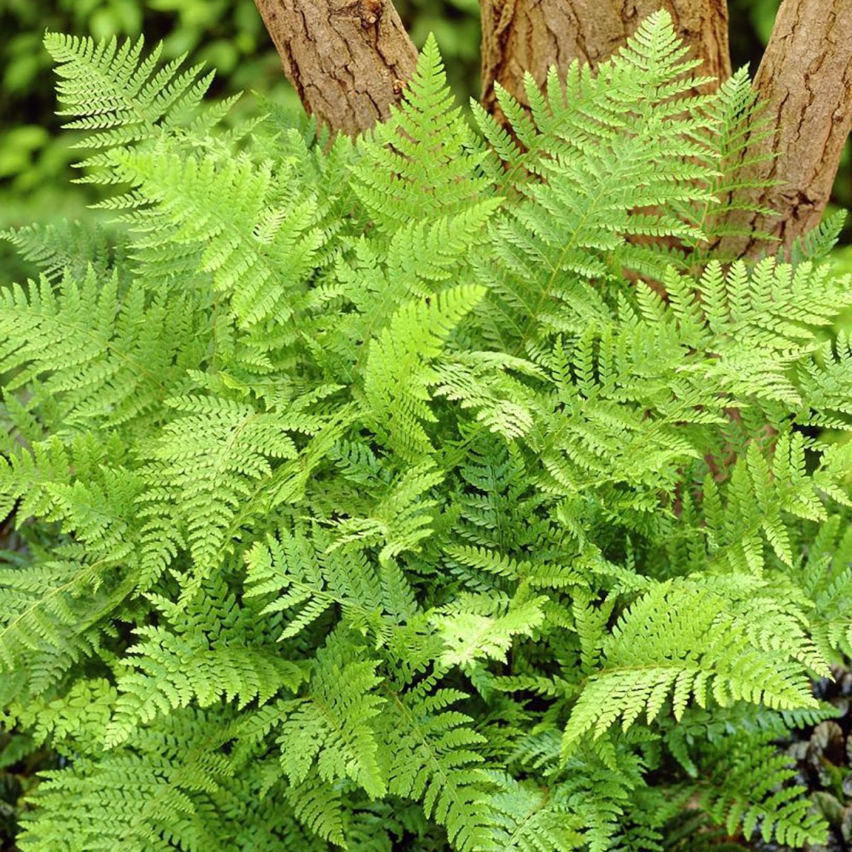 Alaskan Fern – LandscapeDirect