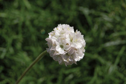 Alba Sea Thrift - LandscapeDirect