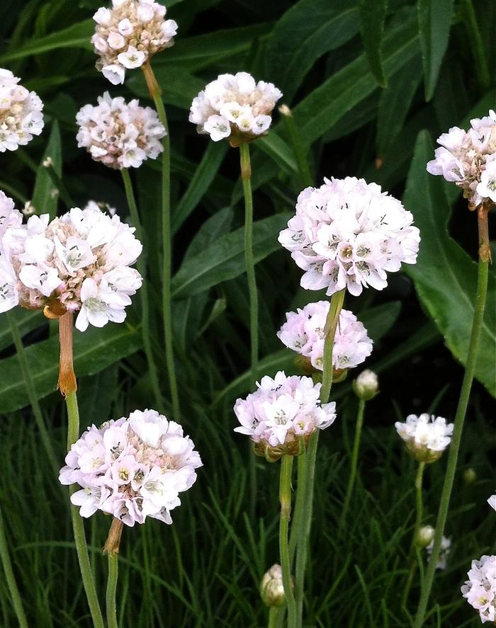 Alba Sea Thrift - LandscapeDirect