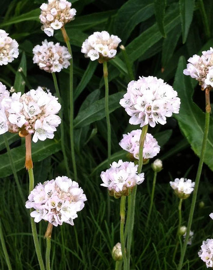 Alba Sea Thrift - LandscapeDirect