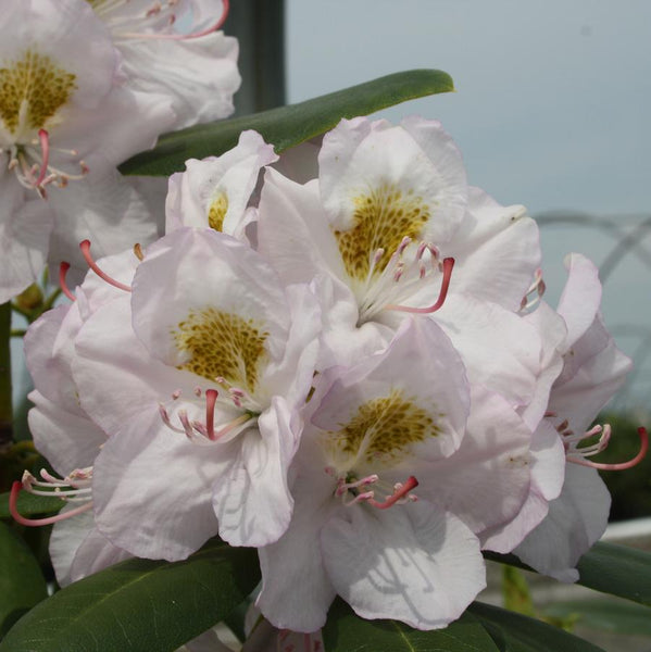 Album Catawba Rhododendron – LandscapeDirect