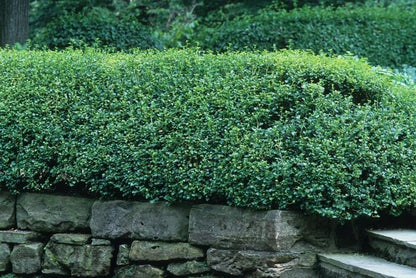 Alpine Currant - LandscapeDirect