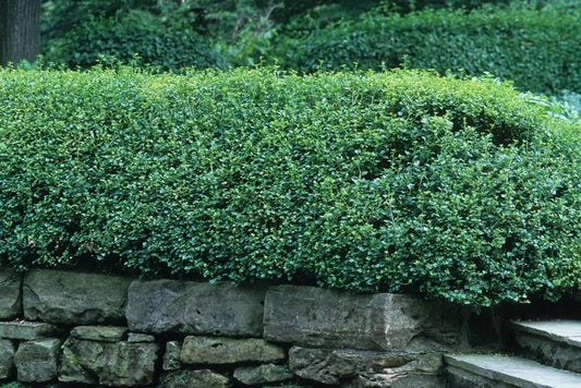 Alpine Currant - LandscapeDirect