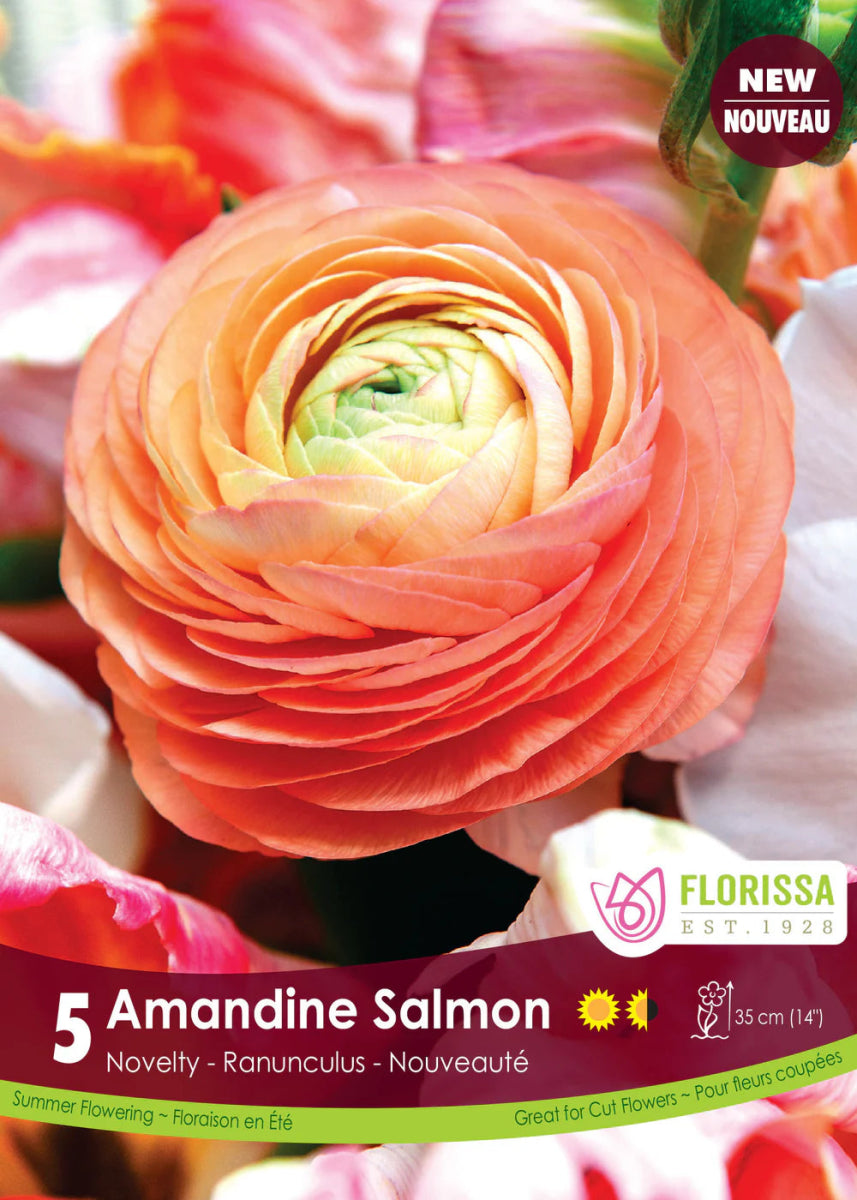 Amandine Salmon Ranunculus - LandscapeDirect