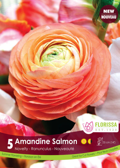 Amandine Salmon Ranunculus - LandscapeDirect