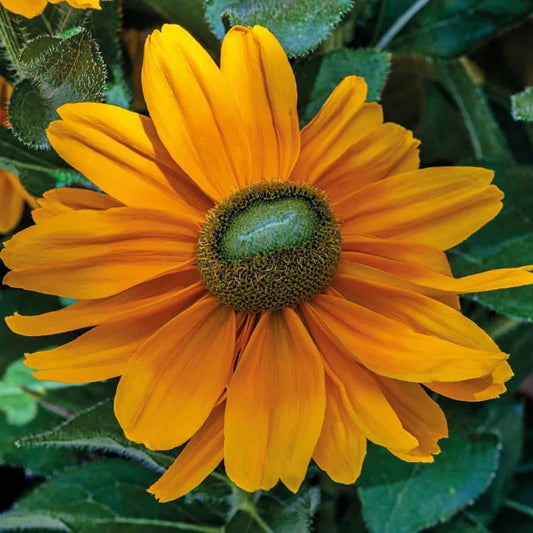 Amarillo Gold Black - Eyed Susan - LandscapeDirect