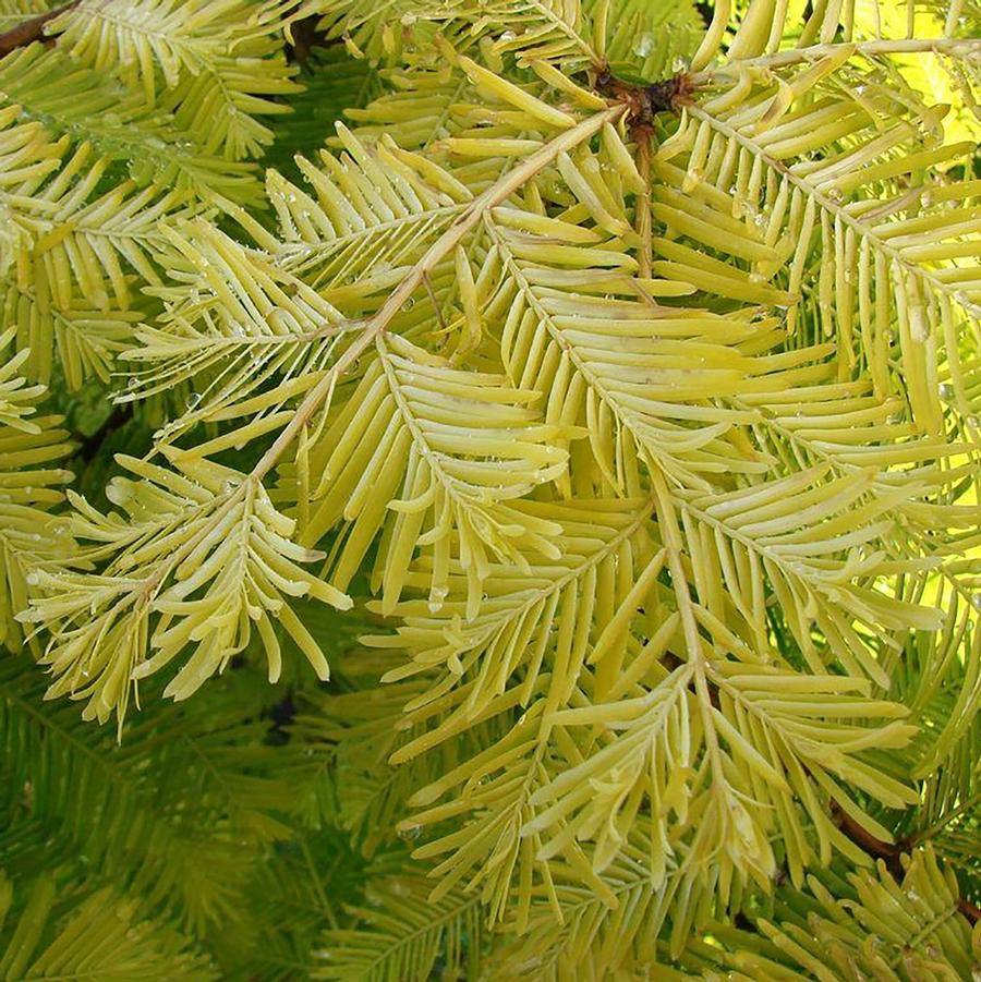 Amber Glow Dawn Redwood - LandscapeDirect