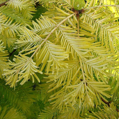 Amber Glow Dawn Redwood - LandscapeDirect