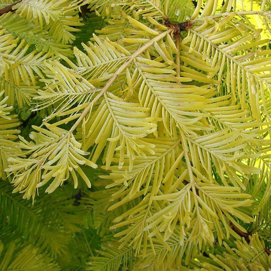 Amber Glow Dawn Redwood - LandscapeDirect