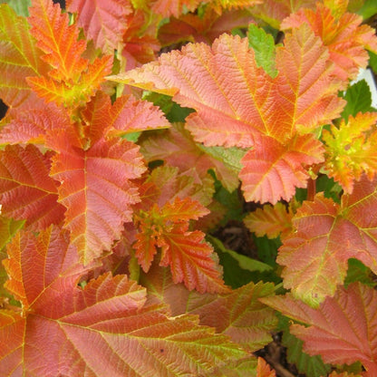 Amber Jubilee Ninebark - LandscapeDirect