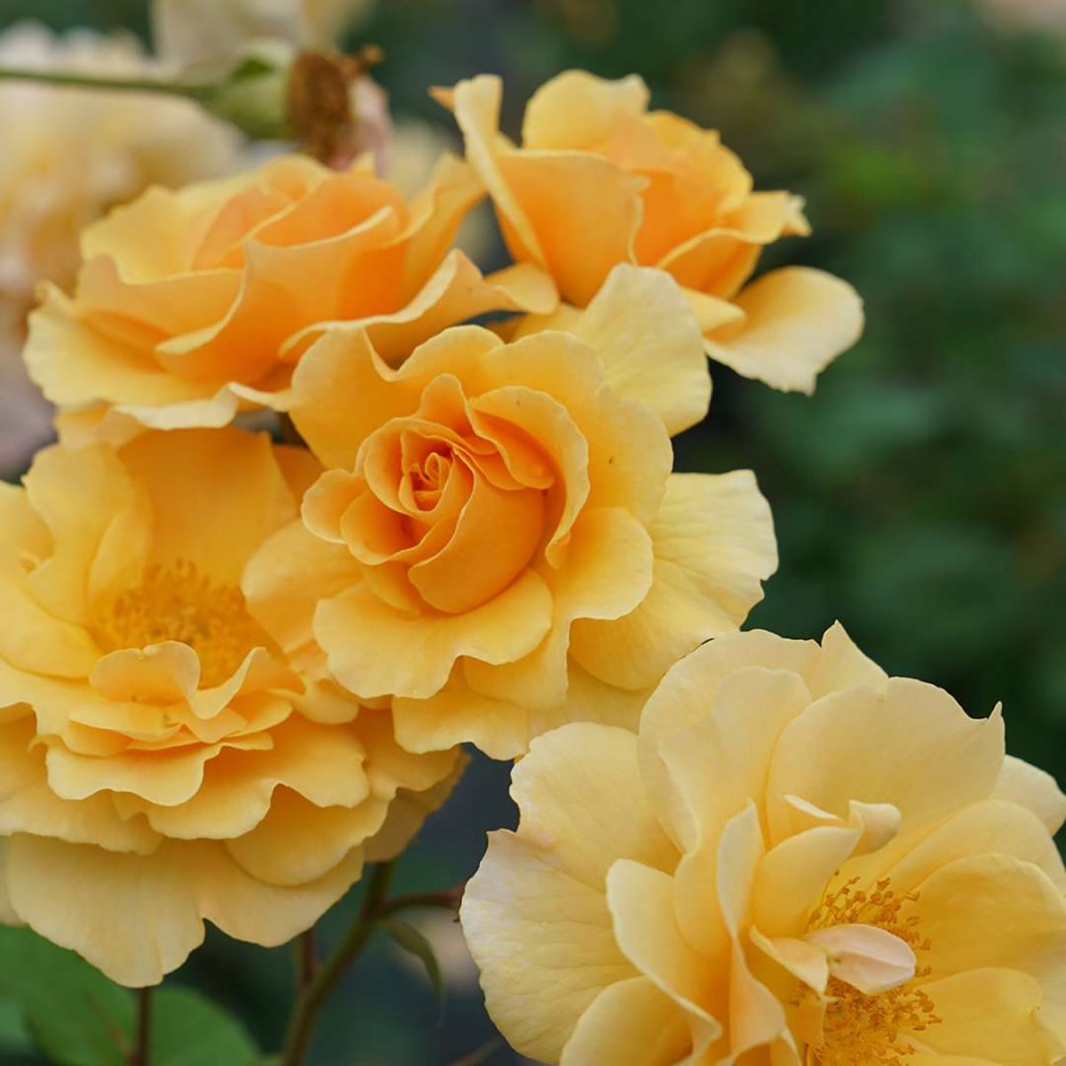 Amberness Climbing Rose - LandscapeDirect