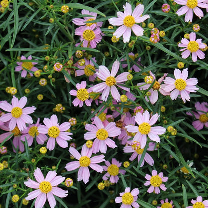 American Dream Tickseed - LandscapeDirect