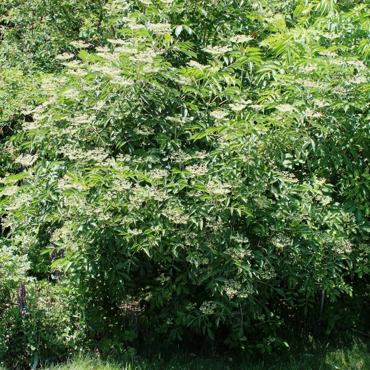 American Elderberry - LandscapeDirect