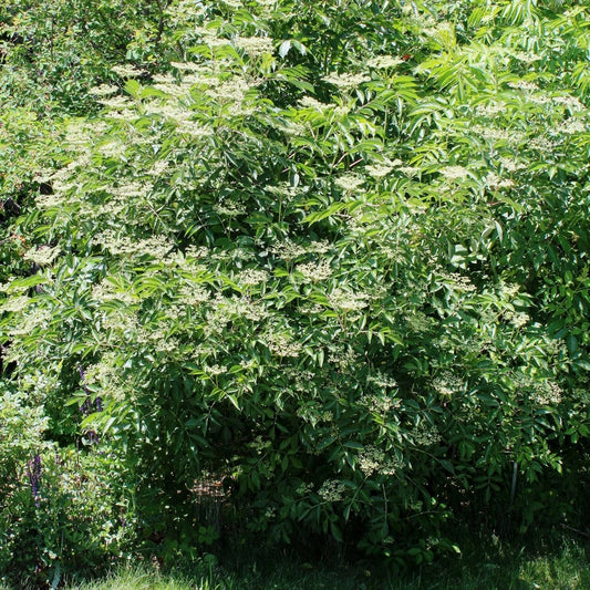 American Elderberry - LandscapeDirect