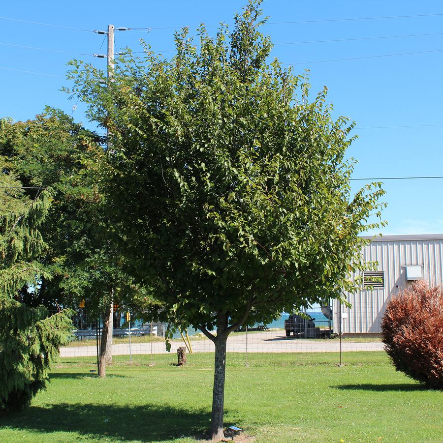 American Hop Hornbeam - LandscapeDirect