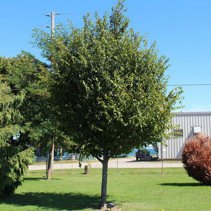 American Hop Hornbeam - LandscapeDirect