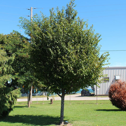 American Hornbeam - LandscapeDirect