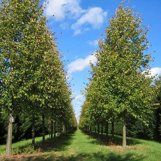 American Sentry Linden - LandscapeDirect