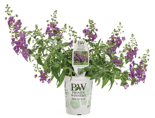 Angelface Cascade Blue - LandscapeDirect