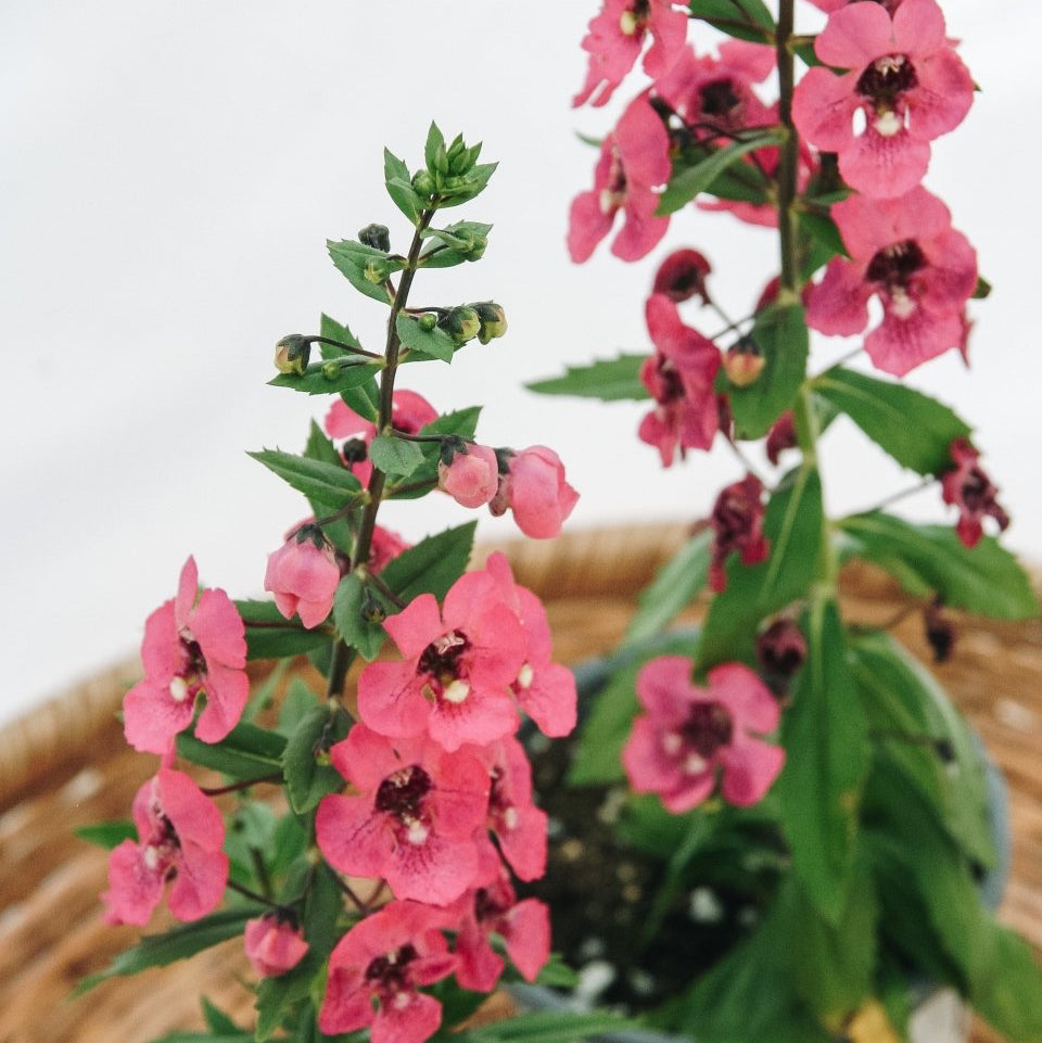 Angelonia Angelface Perfectly Pink - LandscapeDirect