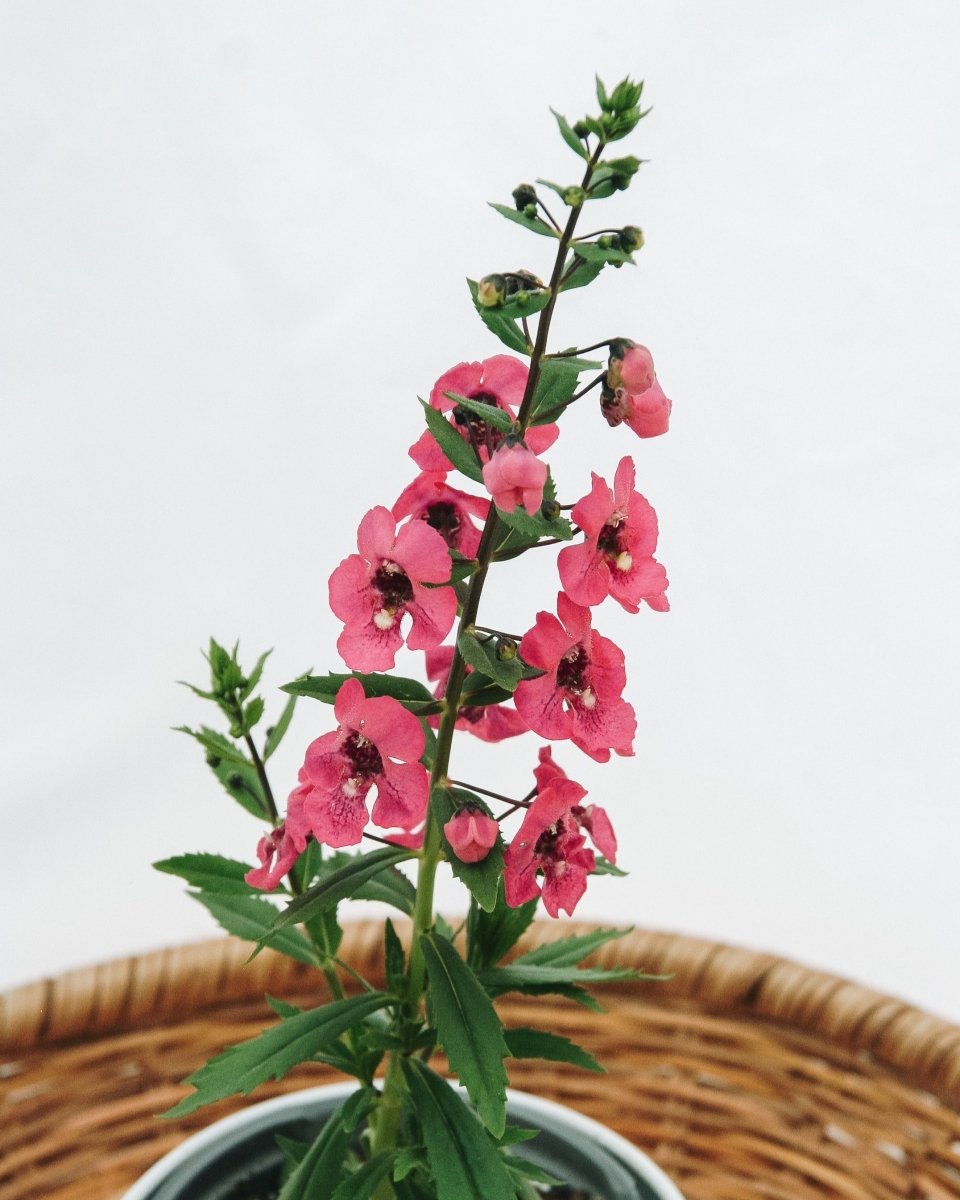 Angelonia Angelface Perfectly Pink - LandscapeDirect