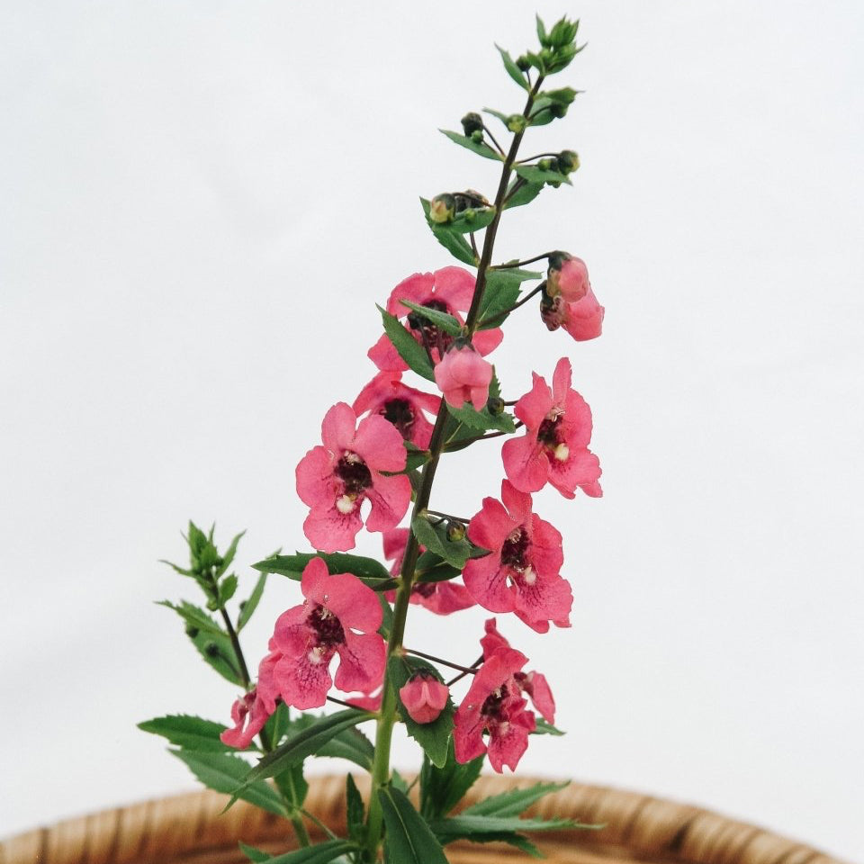 Angelonia Angelface Perfectly Pink - LandscapeDirect