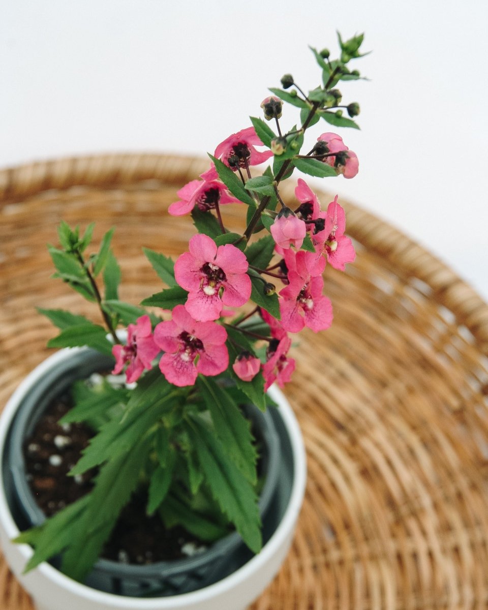 Angelonia Angelface Perfectly Pink - LandscapeDirect