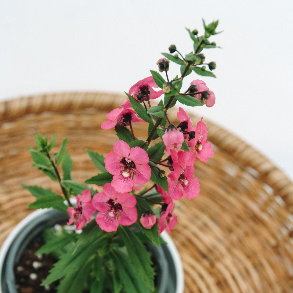 Angelonia Angelface Perfectly Pink - LandscapeDirect