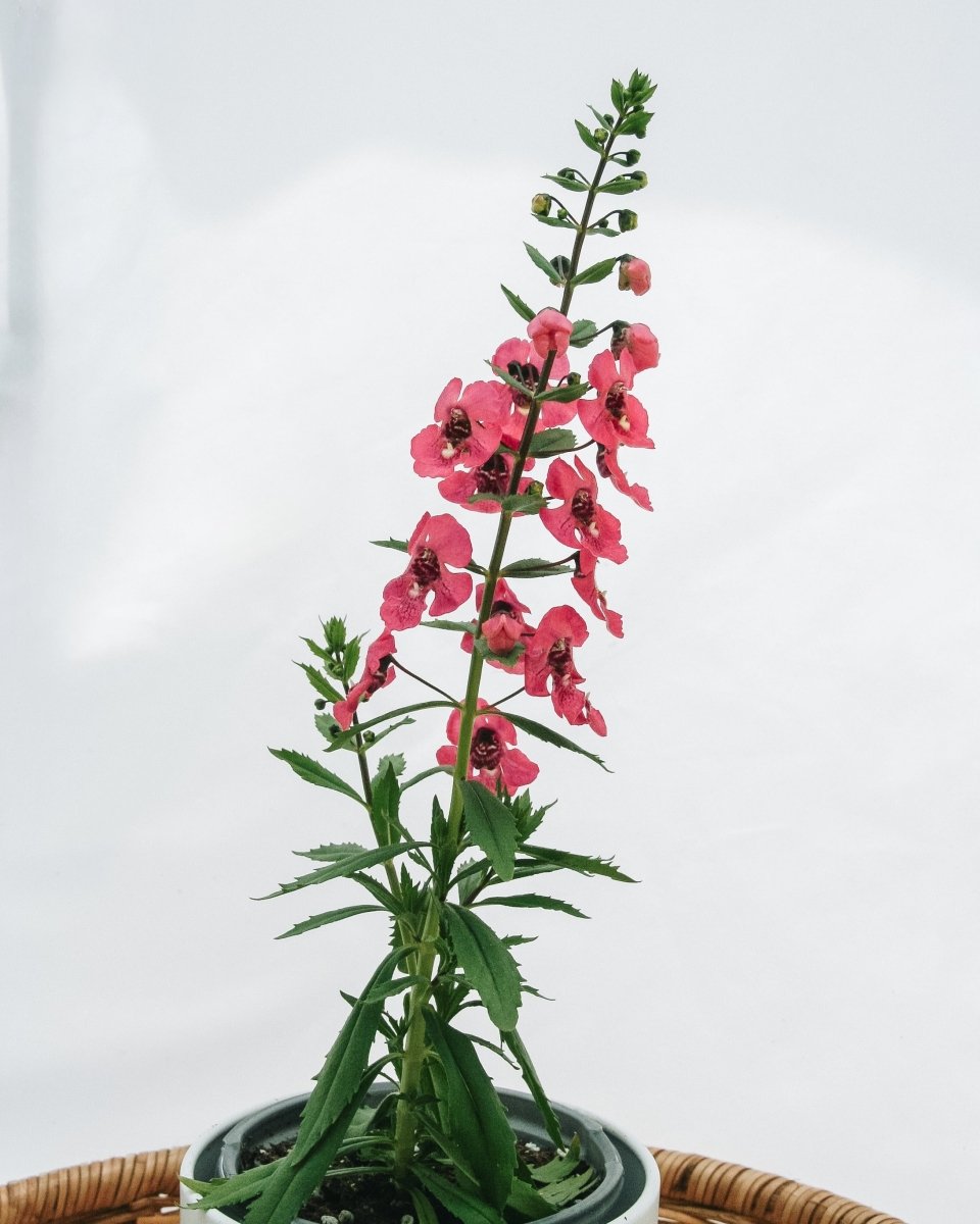 Angelonia Angelface Perfectly Pink - LandscapeDirect