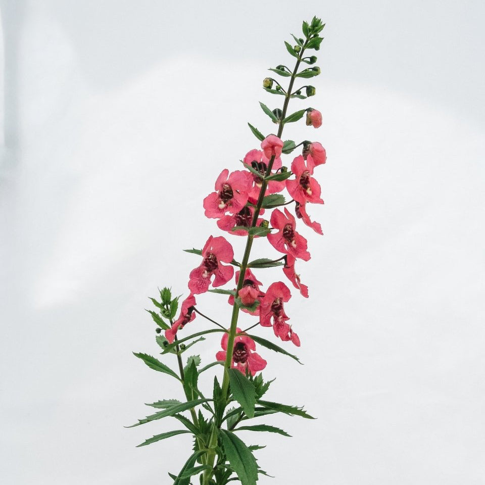 Angelonia Angelface Perfectly Pink - LandscapeDirect