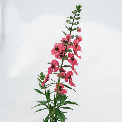 Angelonia Angelface Perfectly Pink - LandscapeDirect