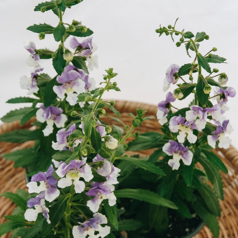 Angelonia Angelface Wedgewood Blue - LandscapeDirect