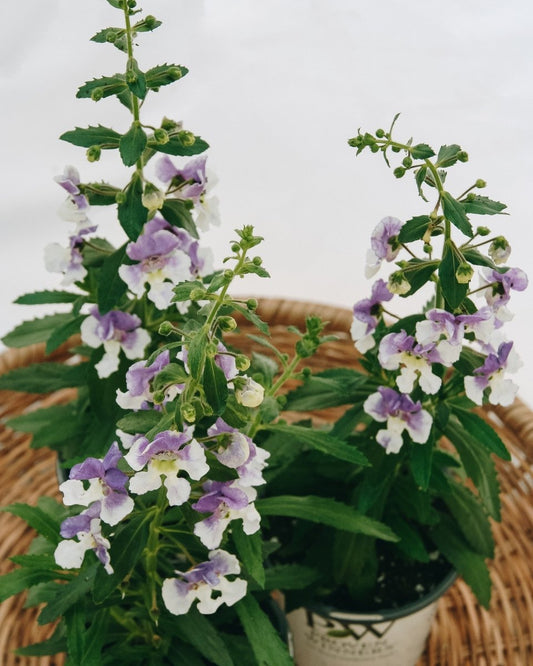 Angelonia Angelface Wedgewood Blue - LandscapeDirect