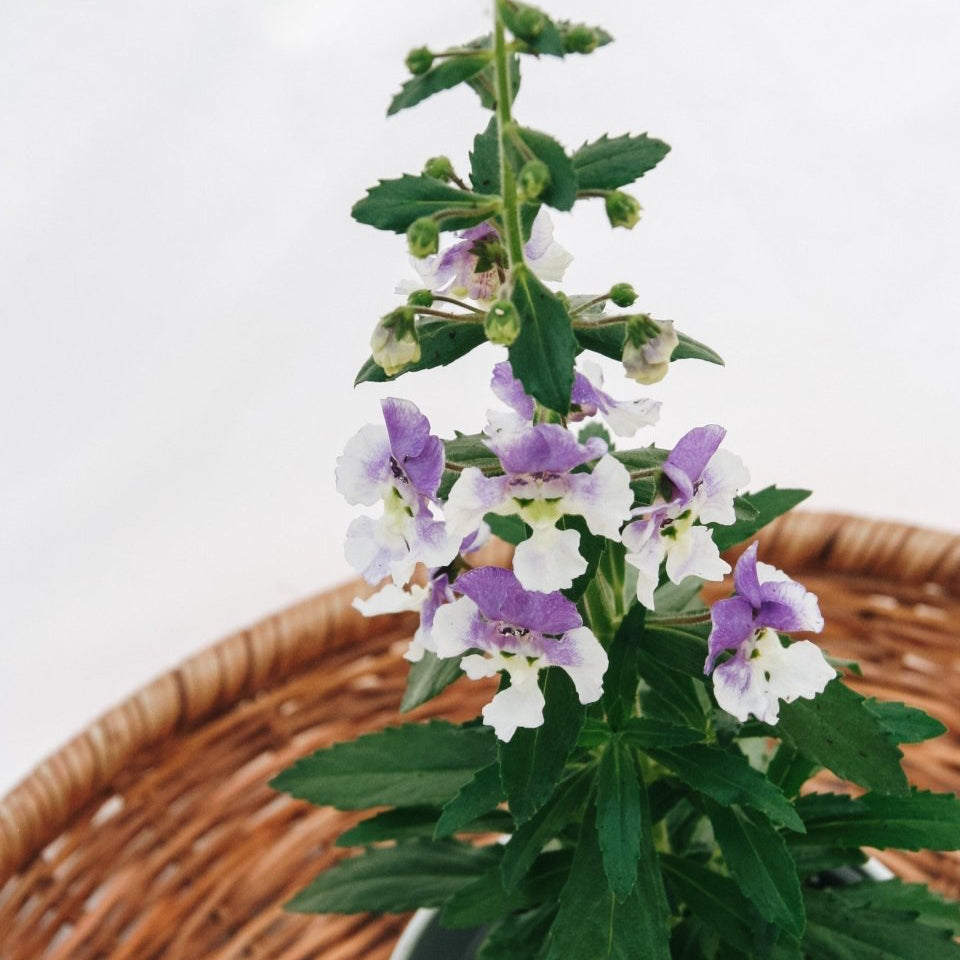 Angelonia Angelface Wedgewood Blue - LandscapeDirect