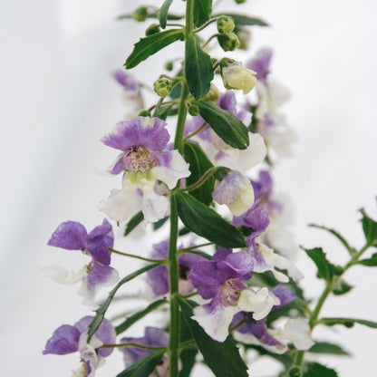 Angelonia Angelface Wedgewood Blue - LandscapeDirect