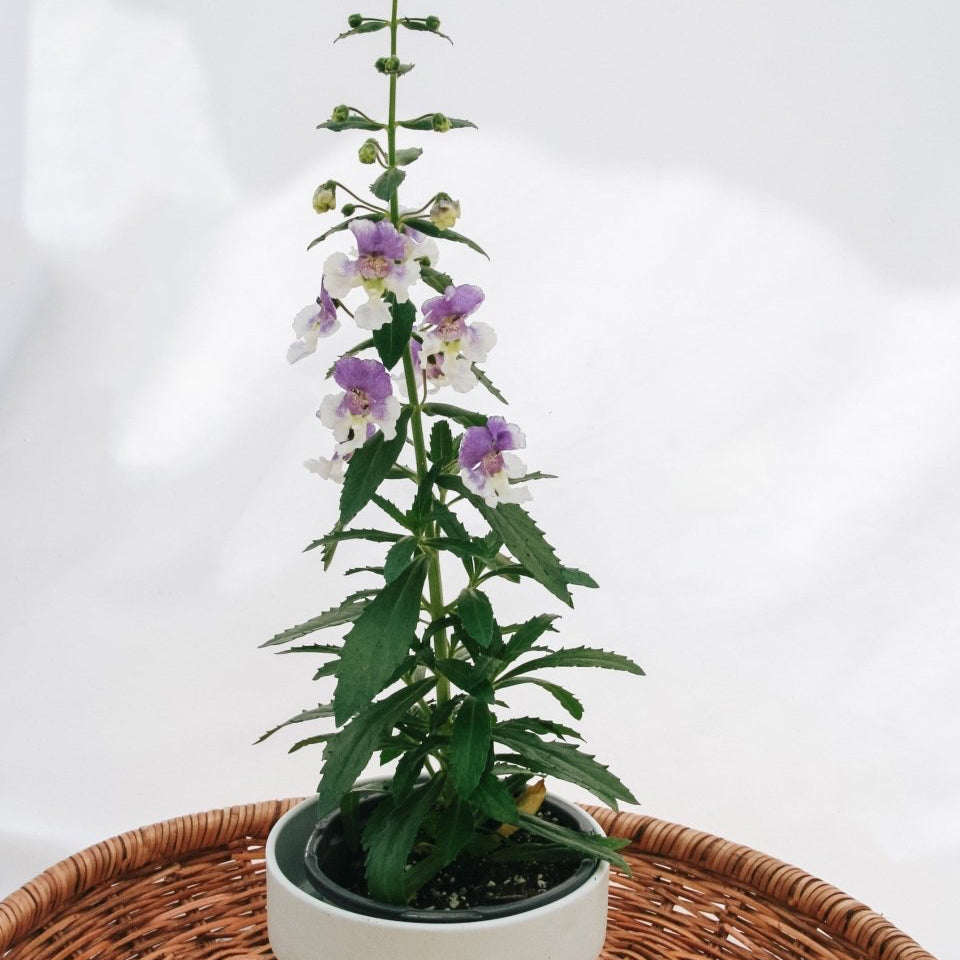 Angelonia Angelface Wedgewood Blue - LandscapeDirect