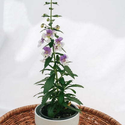 Angelonia Angelface Wedgewood Blue - LandscapeDirect