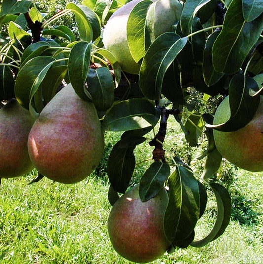 Poire d'Anjou